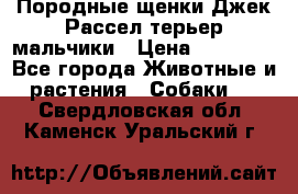 Породные щенки Джек Рассел терьер-мальчики › Цена ­ 40 000 - Все города Животные и растения » Собаки   . Свердловская обл.,Каменск-Уральский г.